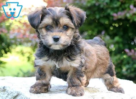Adopt a Yorkie, Yorkshire Terrier near you in Texas. . Yorkie poo near me